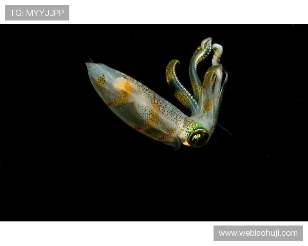 深海动物的发光机制：深海生物如何利用光线进行交流与捕食